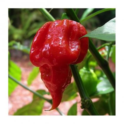 Trinidad Scorpion Butch Taylor, extrémně pálivé chilli papričky - semena čili papriček - 5 ks