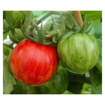 RAJČE KEŘÍČKOVÉ RED ZEBRA CHERRY (SOLANUM LYCOPERSICUM) - SEMENA RAJČAT - 5 KS