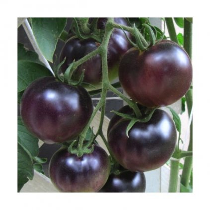 Rajče tyčkové černé Black Cherry - semena rajčat 10 ks