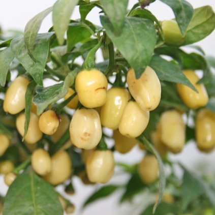 Habanero White bílé, extrémně pálivé chilli papričky - semena papriček - 5 ks