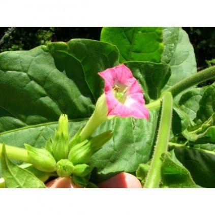 Tabák virginský Kentucky Burley (Nicotiana tabacum) - semena tabáku - cca 300 ks