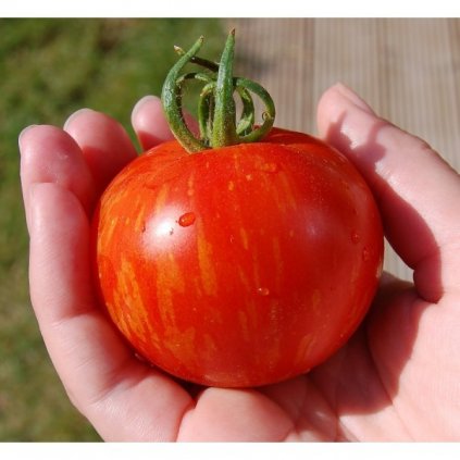 RAJČE TYČKOVÉ ŽÍHANÉ TIGERELLA (SOLANUM LYCOPERSICUM) - SEMENA RAJČAT - 5 KS
