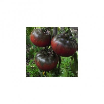 Rajče tyčkové černé Black from Tula - semena rajčat 10 ks