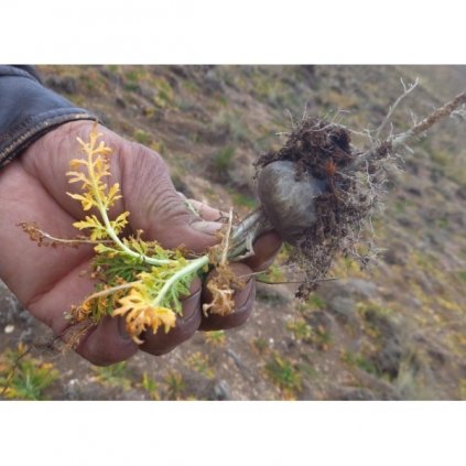 Maca horská černá (Lepidium meyenii) - semena macy - 20 ks