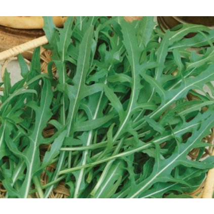 Roketa setá, Rukola Wild Rocket - Rucola - semena rukoly 0,1 g