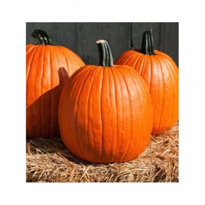 DÝNĚ JACK O'LANTERN - TYKEV PLAZIVÁ (CUCURBITA PEPO) - SEMENA TYKVE - 1,5 G