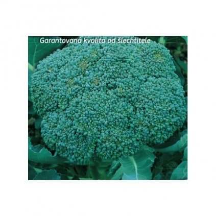 Brokolice Limba - semena brokolice 0,5 g, 120 ks