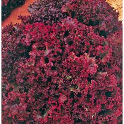 SALÁT LISTOVÝ ČERVENOLISTÝ LOLLO ROSSO (LACTUCA SATIVA L.) - SEMENA SALÁTU - 0,4 G (CCA 320 KS)