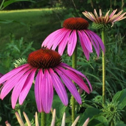 TŘAPATKA NACHOVÁ (ECHINACEA PURPUREA) - SEMENA ECHINACEY - 0,2 G (CCA 50 KS)