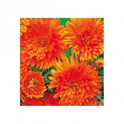 Měsíček lékařský - Calendula officinalis - semena měsíčku 0,4 g, 50 ks
