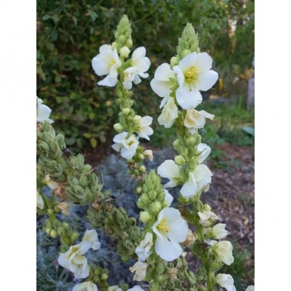 Divizna bílá - Verbascum Sp. - semena bílé velkokvěté divizny 1 000 ks, 0,2 g