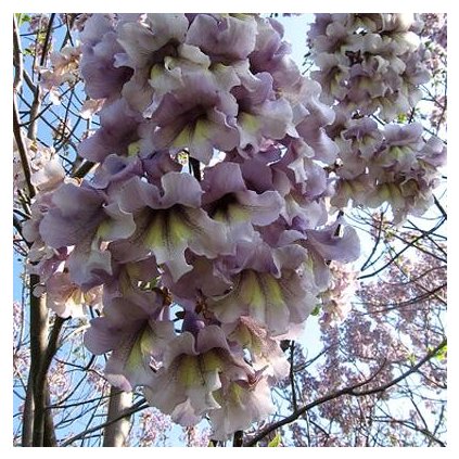 PAULOWNIE PROTÁHLÁ (PAULOWNIA ELONGATA) - SEMENA PAULOVNIE - 100 KS