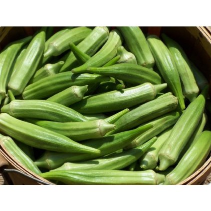 Okra - Ibiškovec jedlý (Abelmoschus esculentus) - odrůda Clemson Spineless - 15 semen