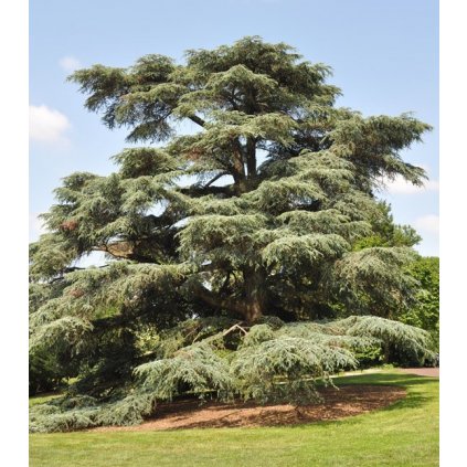 CEDR ATLASKÝ (CEDRUS ATLANTICA) SEMENA CEDRU - 5 KS