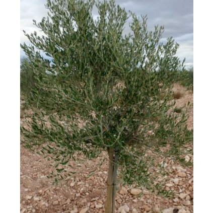 Olivovník evropský (Olea europaea) semena olivovníku - 5 ks