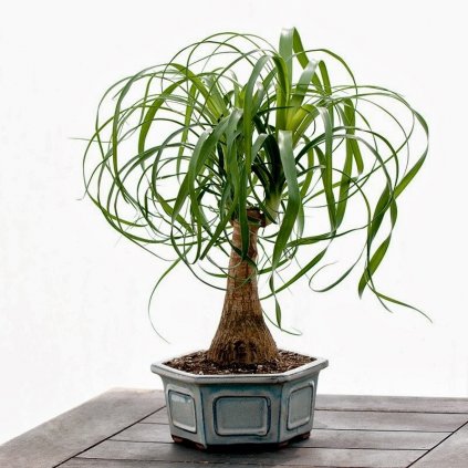 Nolina Sloní noha (Beaucarnea recurvata) semena - 7 ks