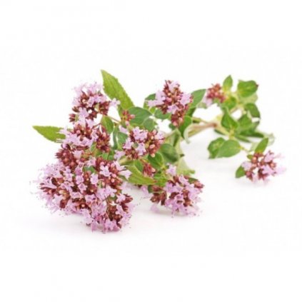 TYMIÁN OBECNÝ - THYMUS VULGARIS L. SEMENA TYMIÁNU - 0,2G (CCA 750 KS)
