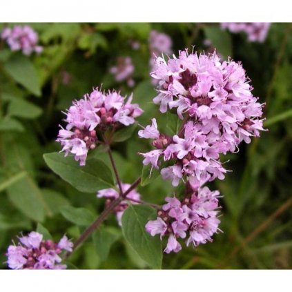 Oregáno, dobromysl - Origanum vulgare - semena oregána 0,2 g, 1 600 ks