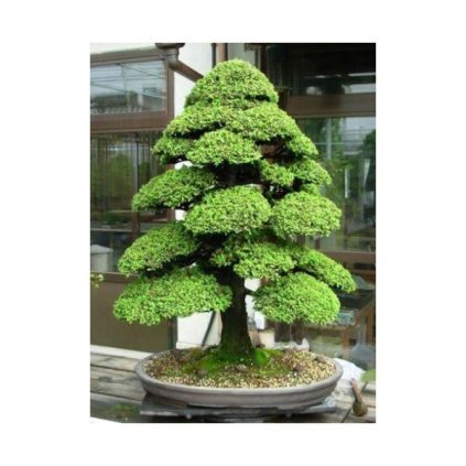 Cedr Kryptomérie japonská (Cryptomeria japonica) semena cedru - 10 ks