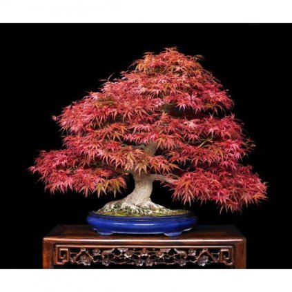 JAVOR DLANITOLISTÝ ČERVENÝ (ACER PALMATUM ATROPURPUREUM) SEMENA JAVORU - 3 KS