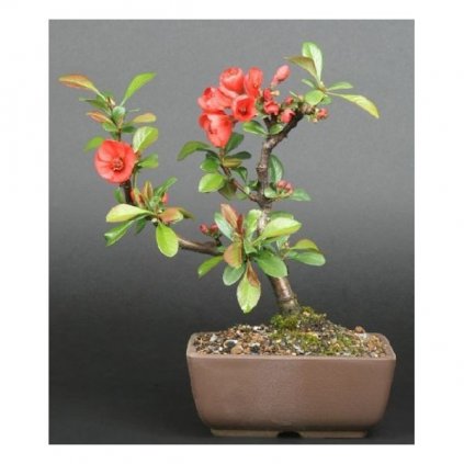 Kdoulovec japonský (Chaenomeles japonica) semena kdoulovce - 5 ks