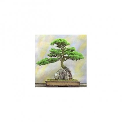 Jalovec virginský (Juniperus virginiana) semena jalovce - 5 ks
