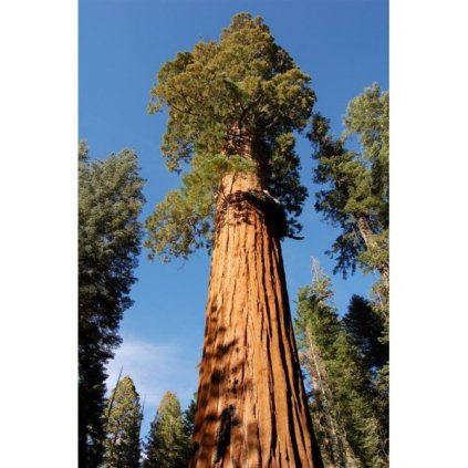Sekvojovec obrovský (Sequoiadendron giganteum) semena sekvoje - 10 ks