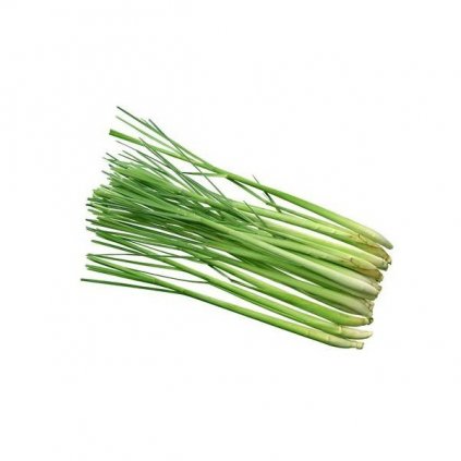 Citronová tráva (lemongrass) semena - 50-70 ks