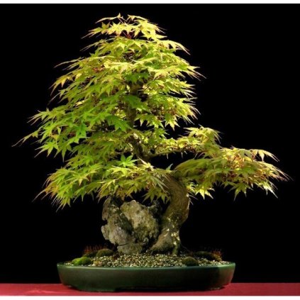 Javor dlanitolistý (Acer palmatum) semena javoru - 5 ks