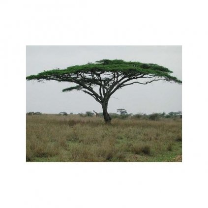 Akácie zkroucená (Acacia tortilis) semena - 3 ks