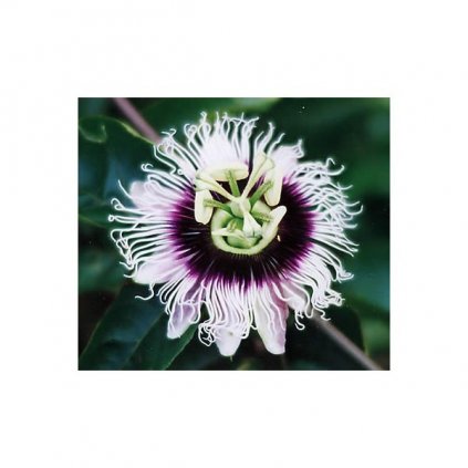 MUČENKA JEDLÁ - MARACUJA (PASSIFLORA EDULIS) SEMENA - 5 KS