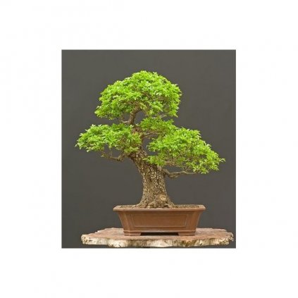 Jilm čínský (Ulmus parvifolia) semena bonsai - 10 ks