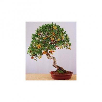 Jahodový strom - Planika obecná (Arbutus unedo) semena - 7 ks