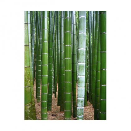 Král bambusů (Phyllostachys pubescens) semena bambusu - 5 ks