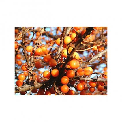 Rakytník řešetlákový (Hippophae Rhamnoides) semena rakytníku - 10 ks