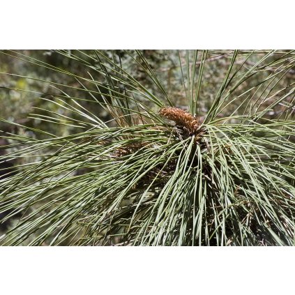 Pinus engelmannii foliage