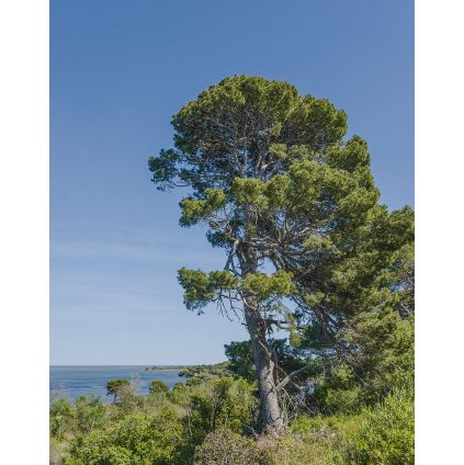 Aleppo Pine and the Étang de l'Ayrolle, Aude 01