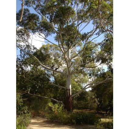 Eucalyptus grandis