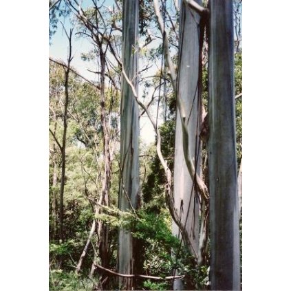 Eucalyptus nitens New England National Park
