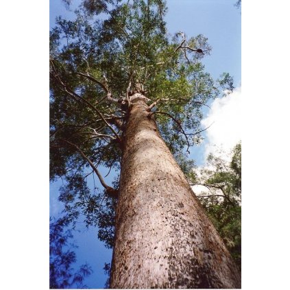 Eucalyptus pilularis Middle Ridge Road Juugawaarri