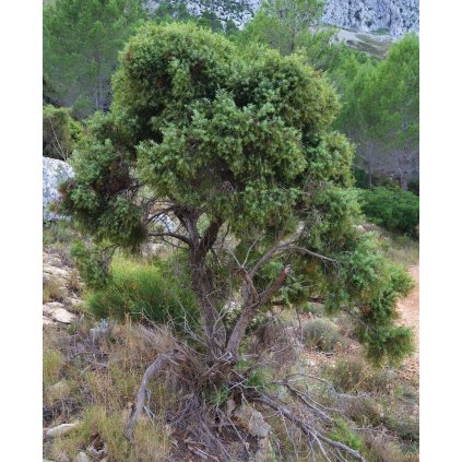 Càdec a la serra de Bèrnia