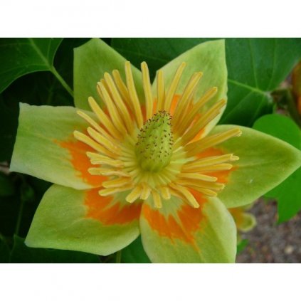 Liliovník tulipánokvětý (Liriodendron tulipifera) semena liliovníku - 3 ks
