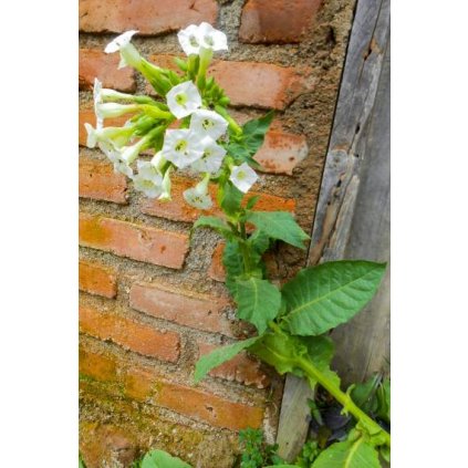 nicotiana tabacum alba 1 380x760