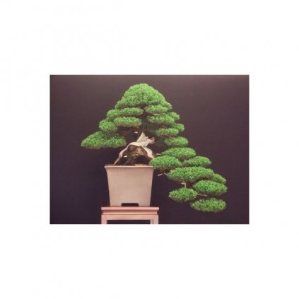 Cypřiš stálezelený (Cupressus sempervirens) semena cypřiše - 10 ks