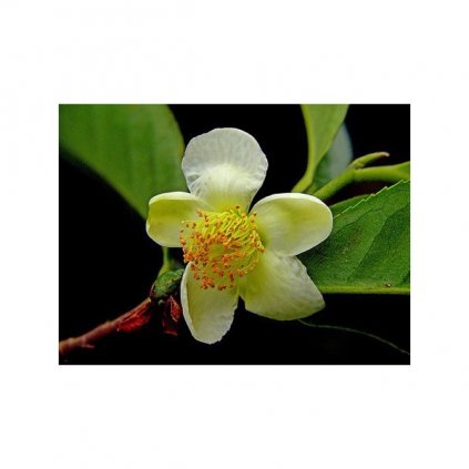 ČAJOVNÍK ČÍNSKÝ - ČAJ (CAMELLIA SINENSIS VAR. SINENSIS) - SEMENA ČAJOVNÍKU - 5 KS