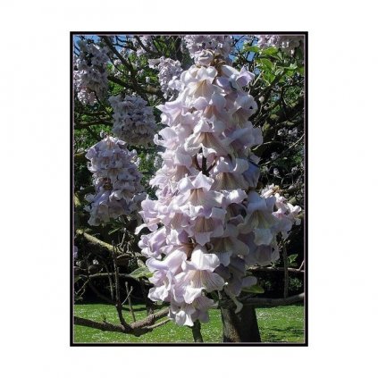 PAULOWNIE PLSTNATÁ (PAULOWNIA TOMENTOSA) - SEMENA PAULOVNIE - 100 KS