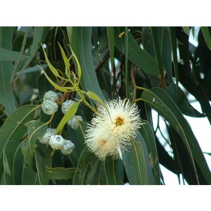 Eukalyptus kulatoplodý (Eucalyptus globulus) semena eukalyptu - 6ks