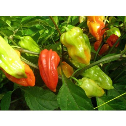 Bih Jolokia Mini Bhut Chili Samen 1