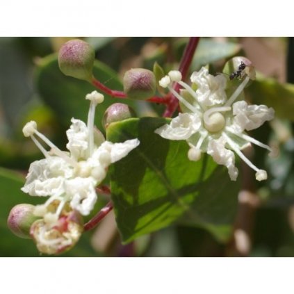 HENNA BÍLÁ (LAWSONIA INERMIS) SEMENA HENNY - 10 KS