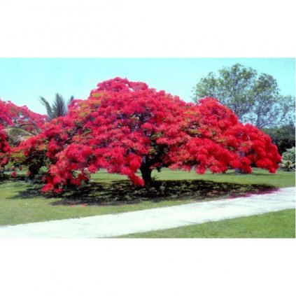 OHŇOVÝ STROM DELONIX KRÁLOVSKÁ (DELONIX REGIA) SEMENA - 10 KS